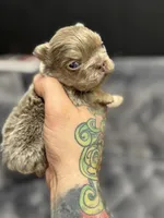 Ted, a male French Bulldog for sale in Houston, TX – Photo 4 of 8