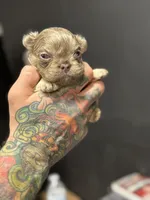 Ted, a male French Bulldog for sale in Houston, TX – Photo 8 of 8