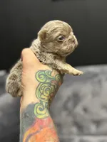 Ted, a male French Bulldog for sale in Houston, TX – Photo 3 of 8