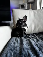 Spencer , a male French Bulldog for sale in Houston, TX – 2 of 7