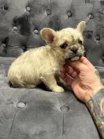 Henry, a male French Bulldog for sale in Houston, TX – 3 of 5