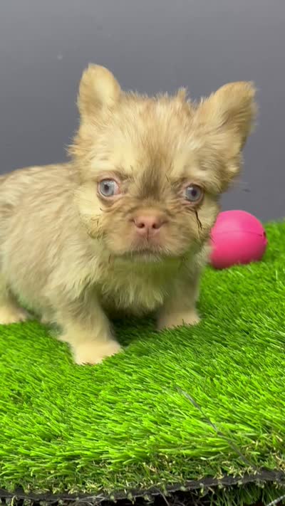 Harold, a male French Bulldog for sale in Houston, TX – 2 of 3