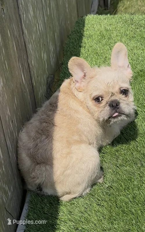 Henry – French Bulldog puppy for sale in Houston, TX