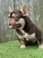 Nico, a male French Bulldog for sale in Houston, TX – 5 of 6