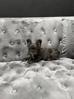 Rita , a female French Bulldog for sale in Houston, TX – 8 of 8
