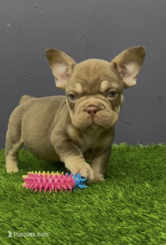 Finn – French Bulldog puppy for sale in Houston, TX
