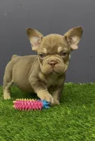 Finn, a male French Bulldog for sale in Houston, TX – 1 of 4