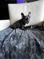Spencer , a male French Bulldog for sale in Houston, TX – 5 of 7