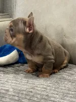 Vivi, a female French Bulldog for sale in Houston, TX – 4 of 5