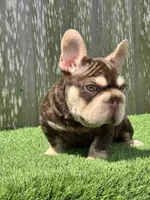 Luka, a male French Bulldog for sale in Houston, TX – 5 of 7