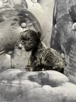 Bella, a female French Bulldog for sale in Houston, TX – Photo 8 of 8