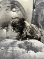 Bella, a female French Bulldog for sale in Houston, TX – Photo 4 of 8