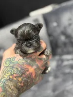 Bella, a female French Bulldog for sale in Houston, TX – Photo 5 of 8