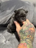 Bella, a female French Bulldog for sale in Houston, TX – Photo 3 of 8