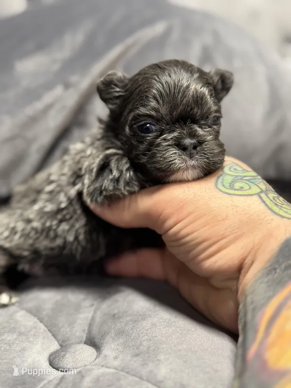 Bella – French Bulldog puppy for sale in Houston, TX