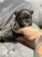 Bella, a female French Bulldog for sale in Houston, TX – Photo 1 of 8