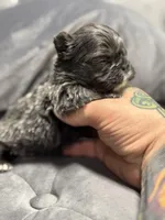 Bella, a female French Bulldog for sale in Houston, TX – Photo 2 of 8