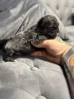 Bella, a female French Bulldog for sale in Houston, TX – Photo 7 of 8