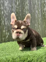 Luka, a male French Bulldog for sale in Houston, TX – 4 of 7