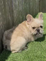 Henry, a male French Bulldog for sale in Houston, TX – 5 of 7