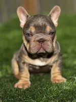 Vivi, a female French Bulldog for sale in Houston, TX – 2 of 5