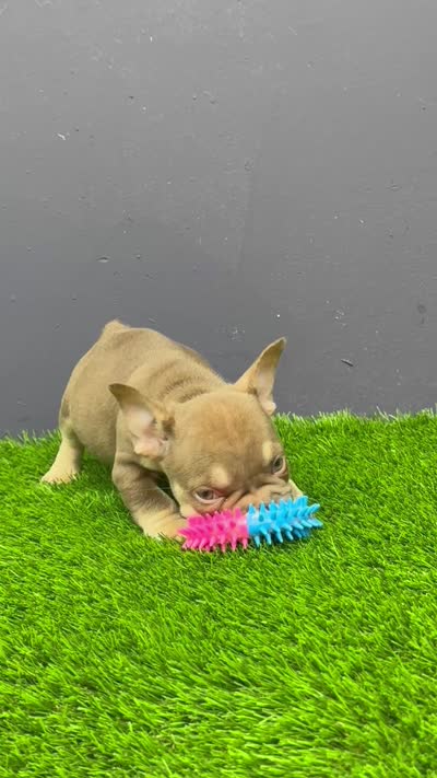 Finn, a male French Bulldog for sale in Houston, TX – 4 of 4