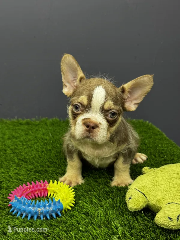 Bruno – French Bulldog puppy for sale in Houston, TX