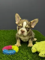Bruno, a male French Bulldog for sale in Houston, TX – 1 of 3