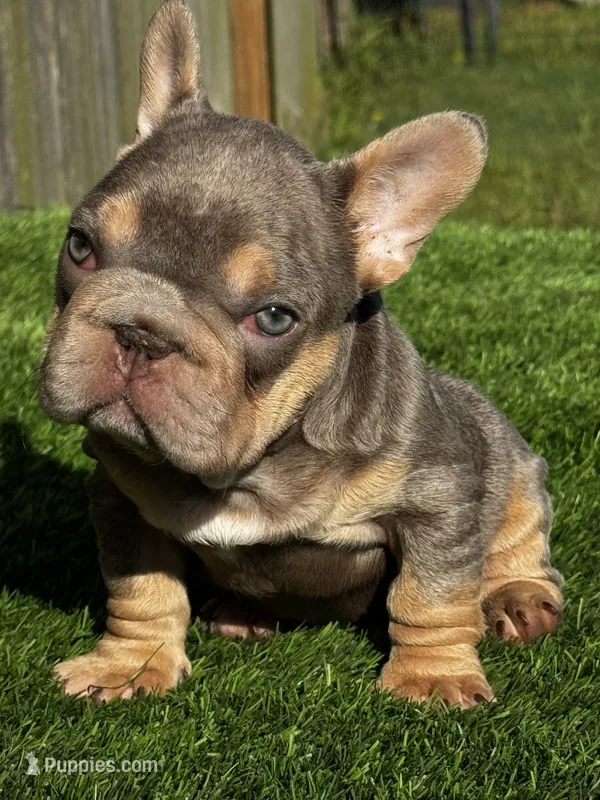 Vivi – French Bulldog puppy for sale in Houston, TX