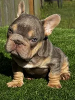 Vivi, a female French Bulldog for sale in Houston, TX – 1 of 5