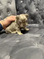 Mila , a female French Bulldog for sale in Houston, TX – Photo 1 of 6