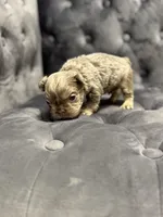 Mila , a female French Bulldog for sale in Houston, TX – Photo 3 of 6