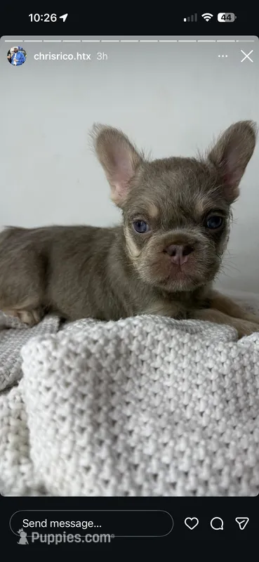 Mila  – French Bulldog puppy for sale in Houston, TX