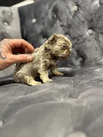 Mila , a female French Bulldog for sale in Houston, TX – Photo 6 of 6