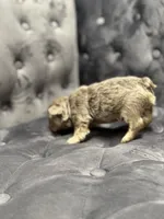 Mila , a female French Bulldog for sale in Houston, TX – Photo 2 of 6