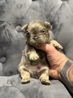 Mila , a female French Bulldog for sale in Houston, TX – Photo 5 of 6