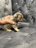 Mila , a female French Bulldog for sale in Houston, TX – Photo 4 of 6