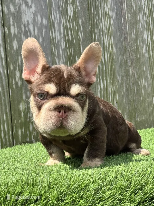 Luka – French Bulldog puppy for sale in Houston, TX