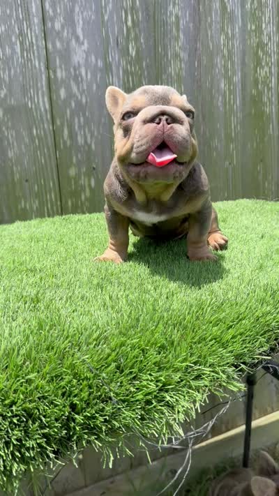 Vivi, a female French Bulldog for sale in Houston, TX – 2 of 2