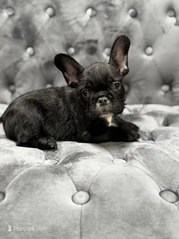 Patrick – French Bulldog puppy for sale in Houston, TX