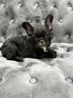 Patrick, a male French Bulldog for sale in Houston, TX – 1 of 6