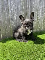 Patrick, a male French Bulldog for sale in Houston, TX – 8 of 9