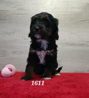 1611, a female Miniature Bernedoodle for sale in Fredericksburg, OH – Photo 1 of 4