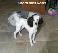 1611, a female Miniature Bernedoodle for sale in Fredericksburg, OH – Photo 3 of 4