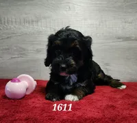 1611, a female Miniature Bernedoodle for sale in Fredericksburg, OH – Photo 2 of 4