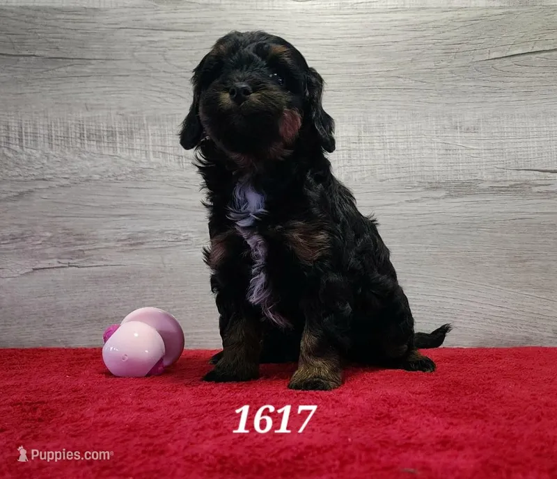 1617 – Miniature Bernedoodle puppy for sale in Fredericksburg, OH