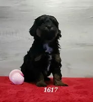 1617, a female Miniature Bernedoodle for sale in Fredericksburg, OH – Photo 2 of 4
