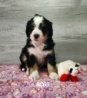 6267, a female Bernedoodle for sale in Fredericksburg, OH – Photo 1 of 2