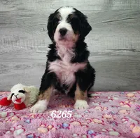 6267, a female Bernedoodle for sale in Fredericksburg, OH – Photo 2 of 2