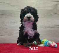 1612, a male Miniature Bernedoodle for sale in Fredericksburg, OH – Photo 1 of 4